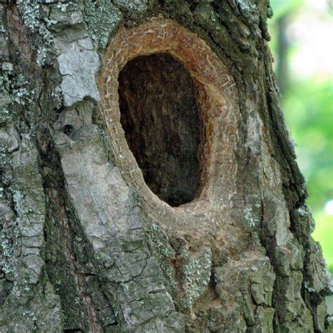 Що робити, якщо в дереві дупло?