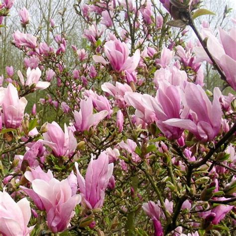 Magnolia George Henry Kern Co2 5L 30 40 MAX GARDEN záhradné