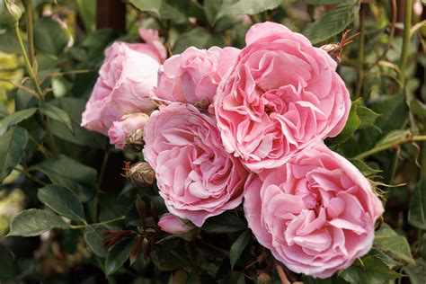 Heavenly Ascent® Pink Climbing Rose, Rosa 'Meictarus' PP #35,602