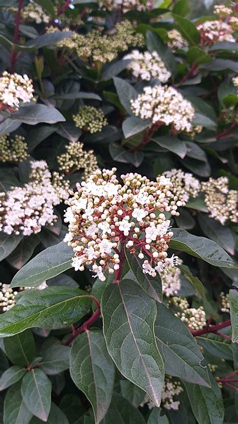 如何繁殖 Viburnum tinus French White