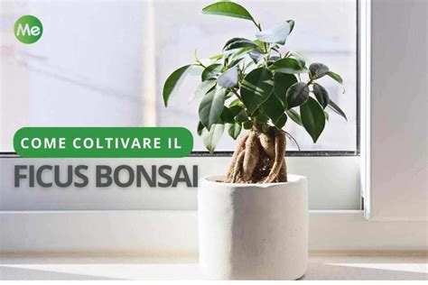 Bonsai Ficus Come Coltivare E Curare La Pianta Simbolo Di Longevit