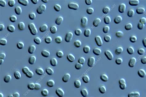 Synechococcus Algae Light Micrograph Stock Image C057 7937