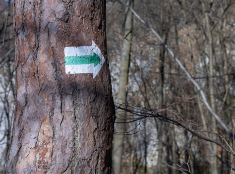 Fotoomnia Strzałka oznaczenie zielonego szlaku na konarze drzewa