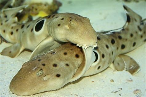 Epaulette Shark Requin Chabot Ocell Hemiscyllium Ocellatum Shark