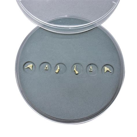 Erler Zimmer Auditory Ossicles Model Set MedicalSupplies Co Uk