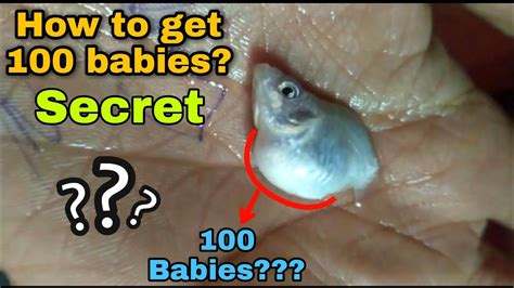 Step By Step Breeding Balloon Molly Fish Secret Tips To Breed Molly