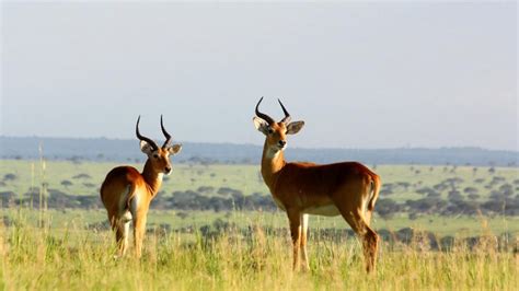 Uganda Gorillas & Wildlife Safari 8 Days - Safaris - Katsam Adventures ...