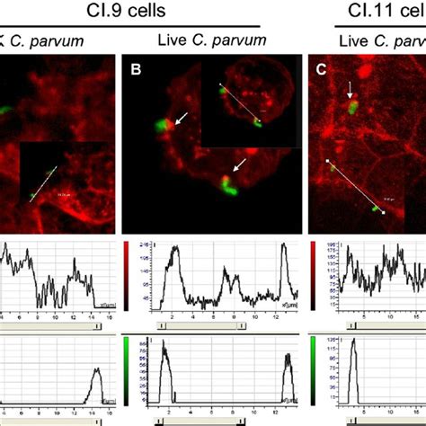 Analysis Of Actin Dense Plaque Formation At The Site Of C Parvum