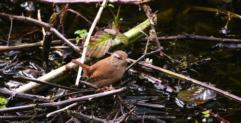 Wren Martin Mere Kevin Dutton Flickr