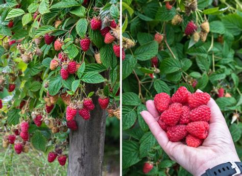 Nawożenie malin na wiosnę Najlepsze naturalne nawozy krzaki będą