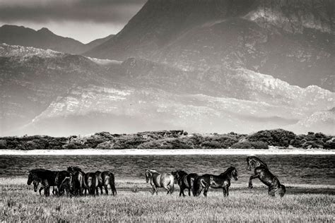 My 30 Black And White Photographs Of South Africa’s Majestic Wild ...