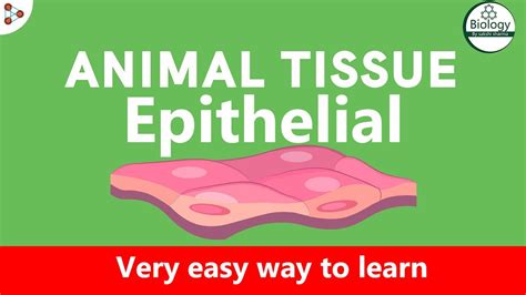 Epithelial Tissue Class 9 Biology Youtube