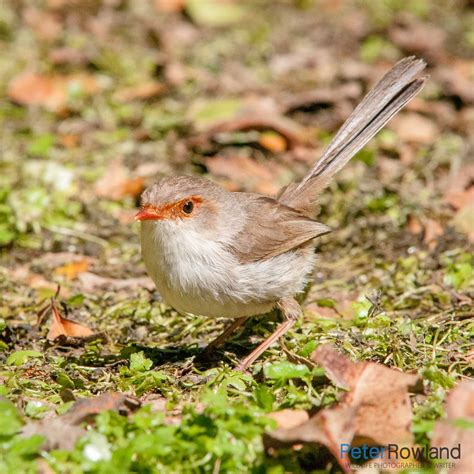 Superb Fairywren - Peter Rowland Photographer & Writer