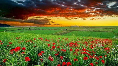 HD Wallpaper Poppy Field Sunset Poppies Horizon Sky Flower Field