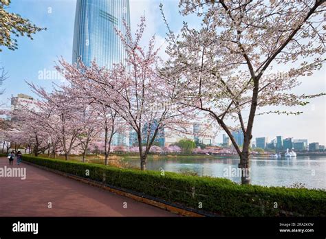 cherry blossom seoul tower  res stock photography  images alamy