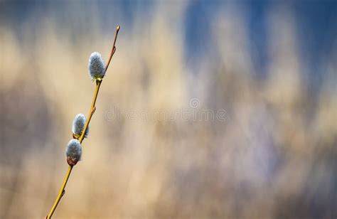 Pussy Willow Branches With Catkins Spring Background Stock Image