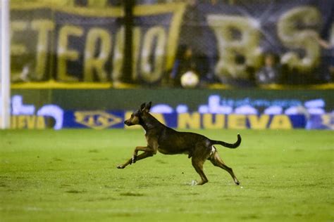 ブラジルでピッチに犬乱入 瞬時の加速でスタッフを置き去り「犬版ロナウジーニョ」 フットボールゾーン