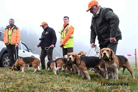 Des chiens lancés en meute derrière les chevreuils au Mazet Saint Voy