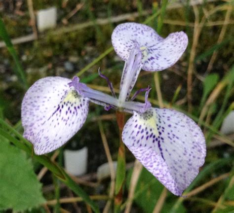 Growing Cool Plants New Moraea Hybrids