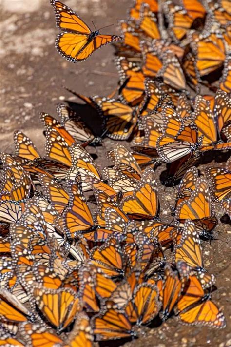 The Monarch Butterfly Sanctuary In Valle De Bravo Mexico