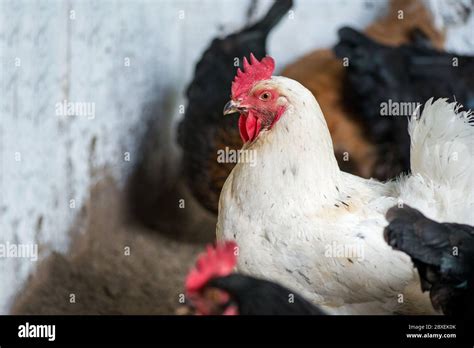 Henne Küken Stockfotos Und Bilder Kaufen Alamy