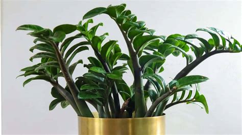 ZZ Plant Care: How to Grow & Care for Zamioculcas Zamiifolia