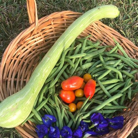 Tromboncino Rampicante Huge Italian Heirloom Zucchini Squash Etsy