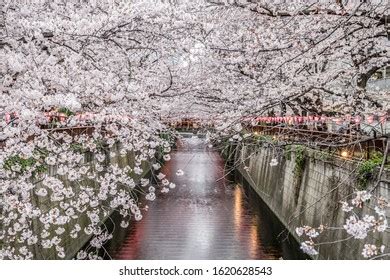 Illuminated Cherry Blossoms Meguro River Nakameguro Stock Photo ...