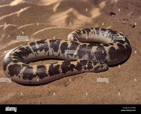 Kenya Sand Boa Gongylophis Colubrinus Africa Stock Photo Alamy