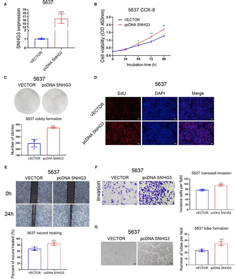 Overexpression Of SNHG3 Promotes BLCa Cell Proliferation Invasion