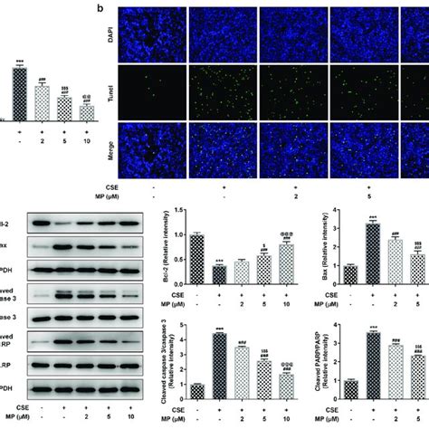 Mp Inhibits The Apoptosis Of Cse Induced Beas B Cells A And B The