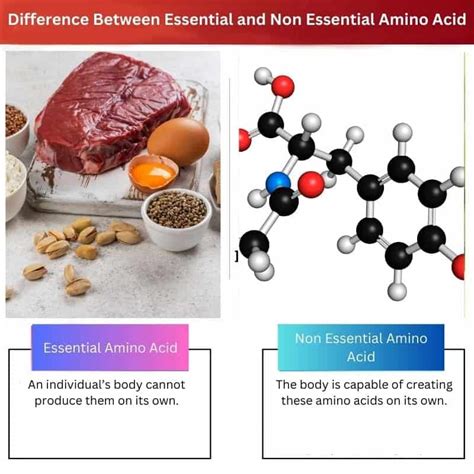 Aminoácido Essencial E Não Essencial - Aminoácido Essencial x Não Essencial: Diferença e Comparação