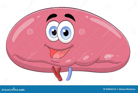 Cartoon Spleen Stock Vector Illustration Of Beautiful 84866316