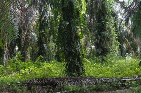 Oil Palm Plantation In Bungo Jambi Indonesia Agriculture Industry