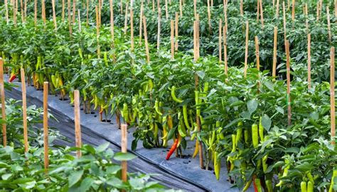 Chilli Farming Under Cpec To Expand Over 5000 Acres In Pakistan