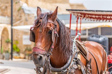 city highlights  horse drawn wagon