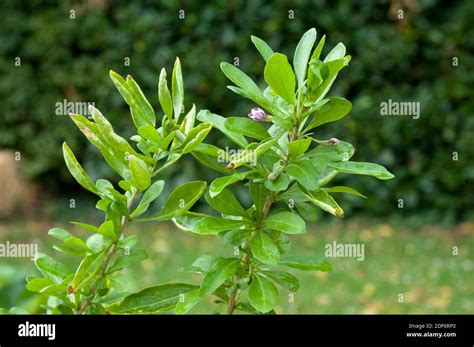 Tibetan Goji Or Chinese Wolfberry Lycium Barbarum Is A Deciduous