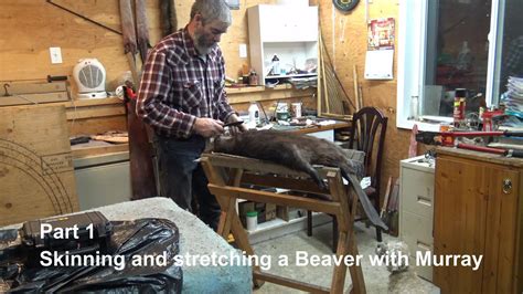 Skinning And Streching A Beaver Part Youtube