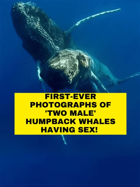 First Ever Photographs Of Two Male Humpback Whales Having Sex