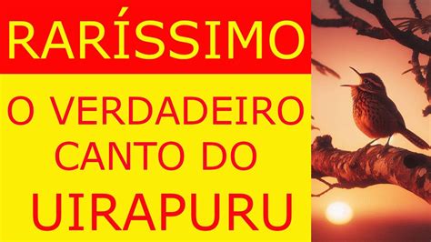 CANTO Do UIRAPURU YouTube