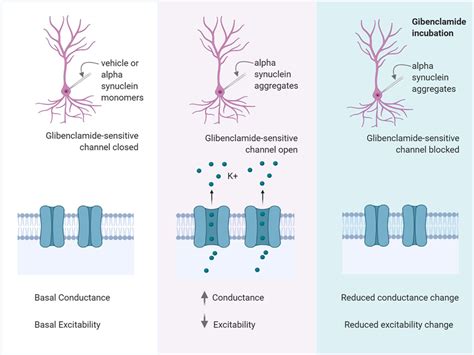 α Synuclein Aggregates Increase the Conductance of Substantia Nigra