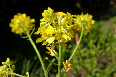 Moutarde Noire Se Soigner Par Les Plantes