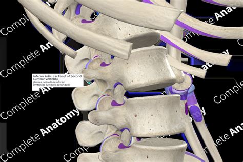 Inferior Articular Facet of Second Lumbar Vertebra (Left) | Complete Anatomy