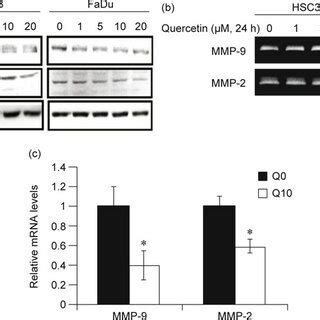 Quercetin Inhibits Colony Formation In A 3D Matrigel Model HSC 3 Cells