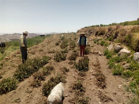 Heladas En General S Nchez Cerro Provocan Graves Da Os En La