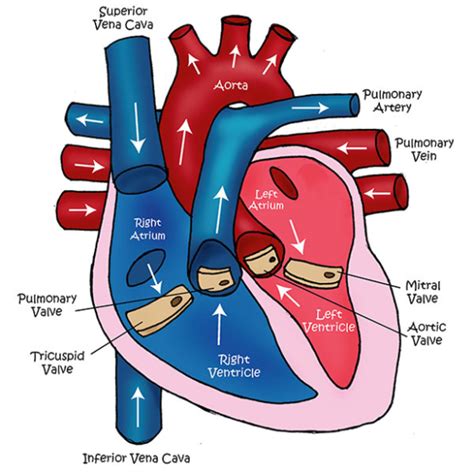 Ureter Definition Location Function Structure Diagram Clinical