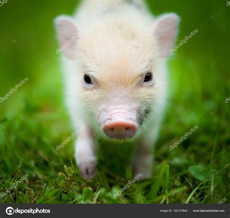 Cute piglet of mini pig portrait — Stock Photo © mari_art #162137842