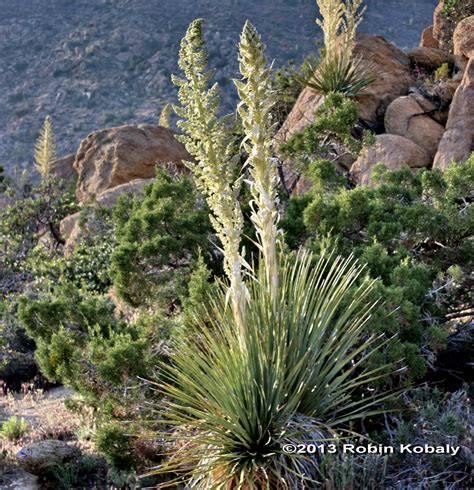 Surrounded By Ancients - The Power of Plants : The Power of Plants