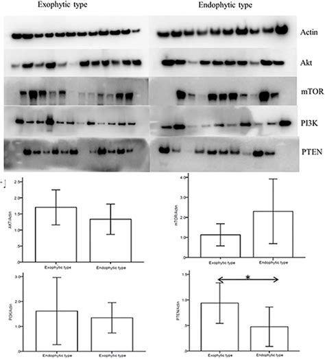 Western Blot Analysis For Pi3k Akt Mtor And Pten In 23 Additional Download Scientific Diagram