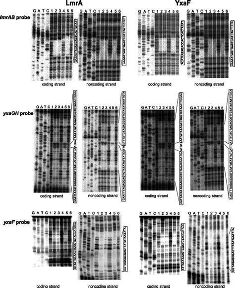 Dnase I Footprinting Of Lmra And Yxaf In The Lmrab Yxagh And Yxaf